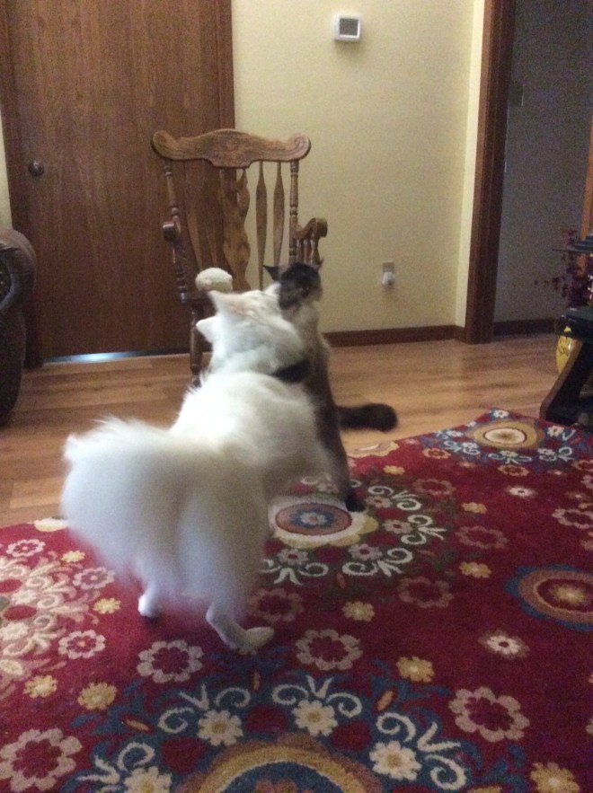 Buzzy and Squeaky Fighting