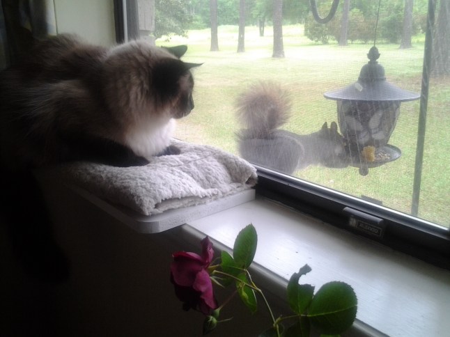 Squeaky in window with squirrel
