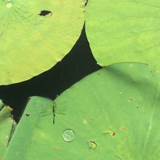 dragonfly on lilypad
