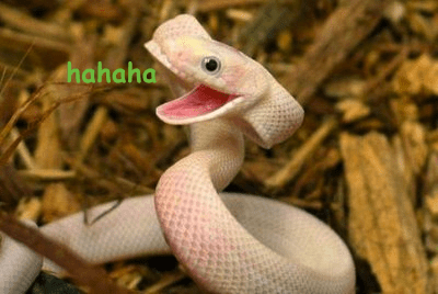 laughing snake