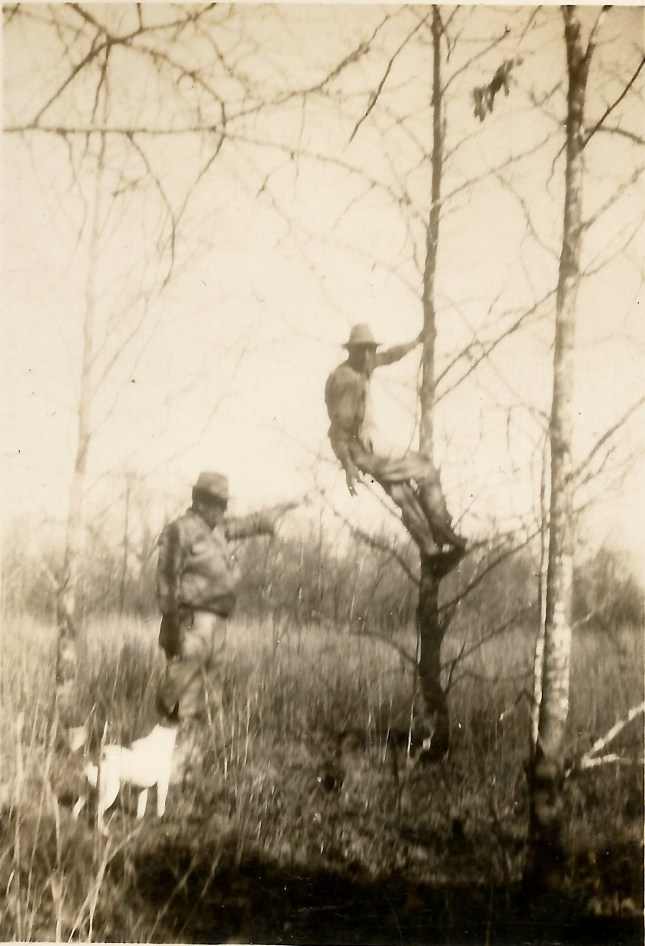 Roscoe Holdaway climbing a tree after a raccoon