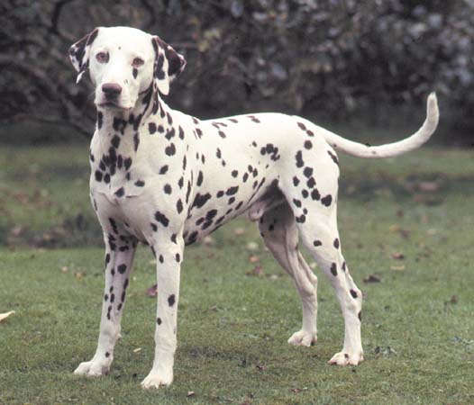 dalmation 2