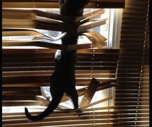 cats_loving_the_blinds_th