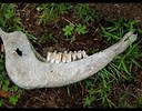 cow jawbone