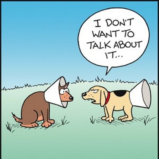 dog-humor cone of shame