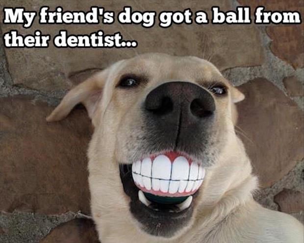 dog joke 8