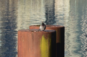 Image 3-4-16 at 10.56 AM