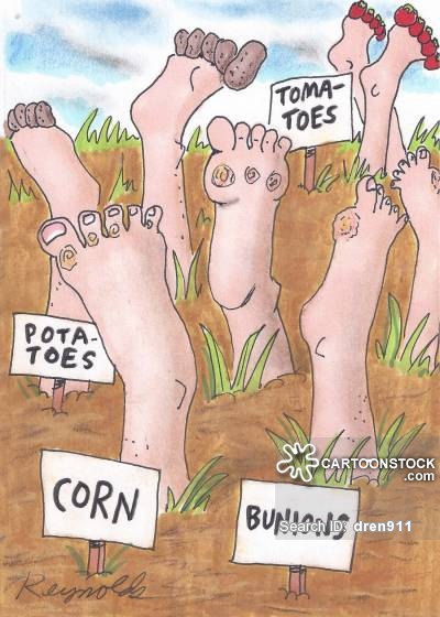 Corn and Bunion plants.