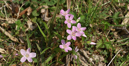 spring-beauty-splash