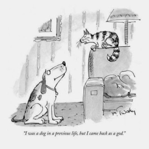 cat-reincarnation-cartoon