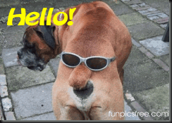 funnydog